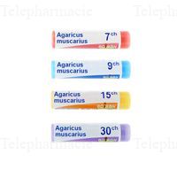 AGARICUS MUSCARIUS