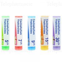 CAULOPHYLLUM THALICTROIDES