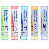 CAULOPHYLLUM THALICTROIDES