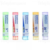 EUPATORIUM PERFOLIATUM