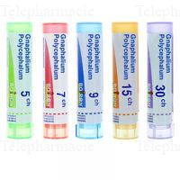 GNAPHALIUM POLYCEPHALUM