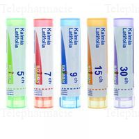 KALMIA LATIFOLIA 7CH TU.GRAN. BOI