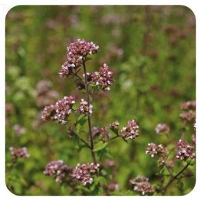 Huile essentielle "Origan à inflorescences compactes" - 10 ml